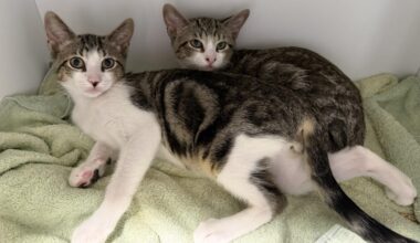 Pets of the Week, sponsored by Dr. PAWS, July 19, 2026