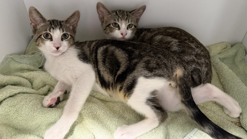 Pets of the Week, sponsored by Dr. PAWS, July 19, 2026