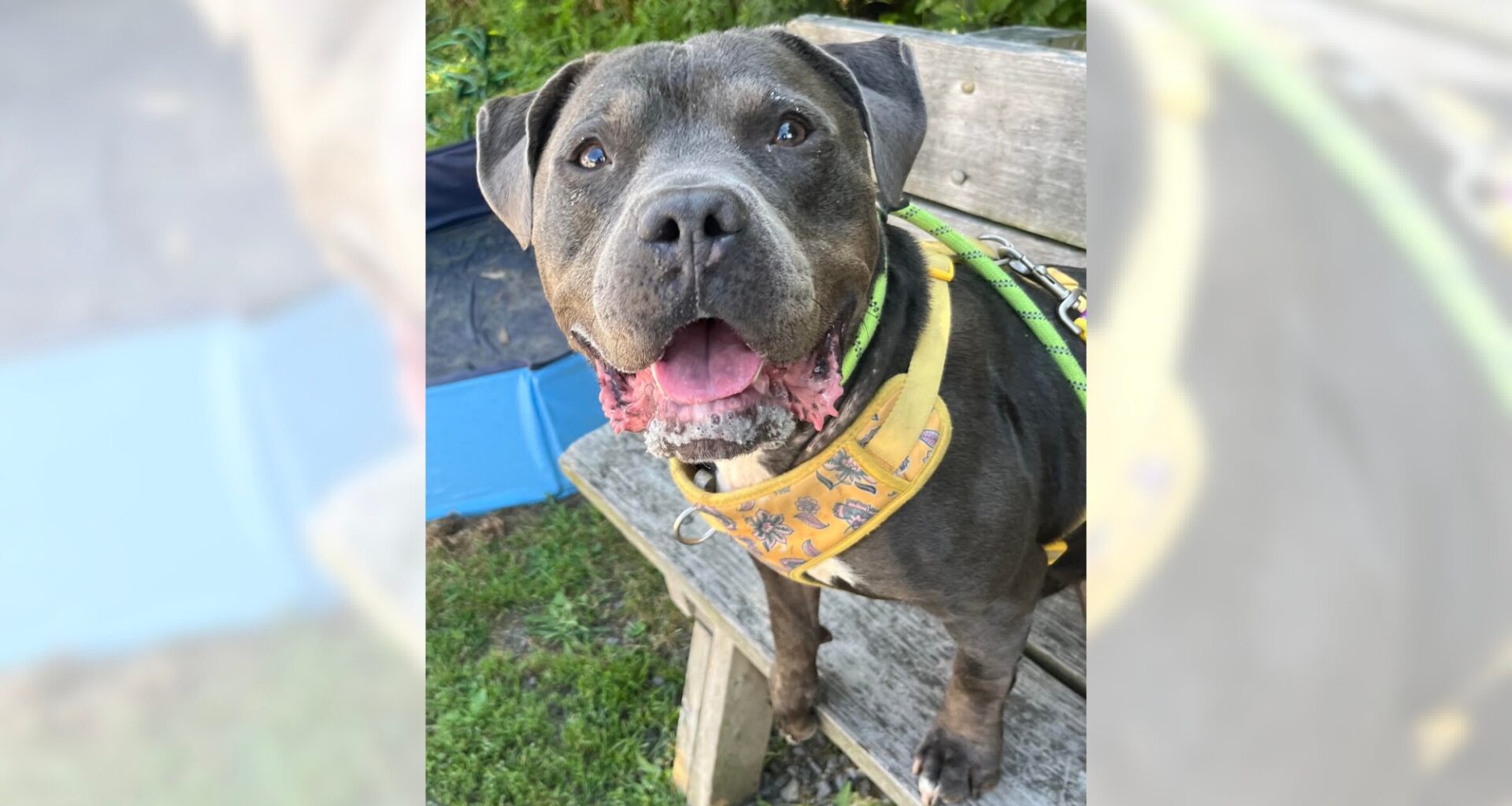 Pets of the Week, sponsored by Dr. PAWS, Aug. 2, 2026