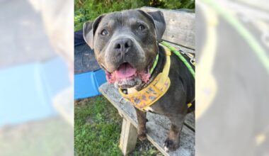 Pets of the Week, sponsored by Dr. PAWS, Aug. 2, 2026