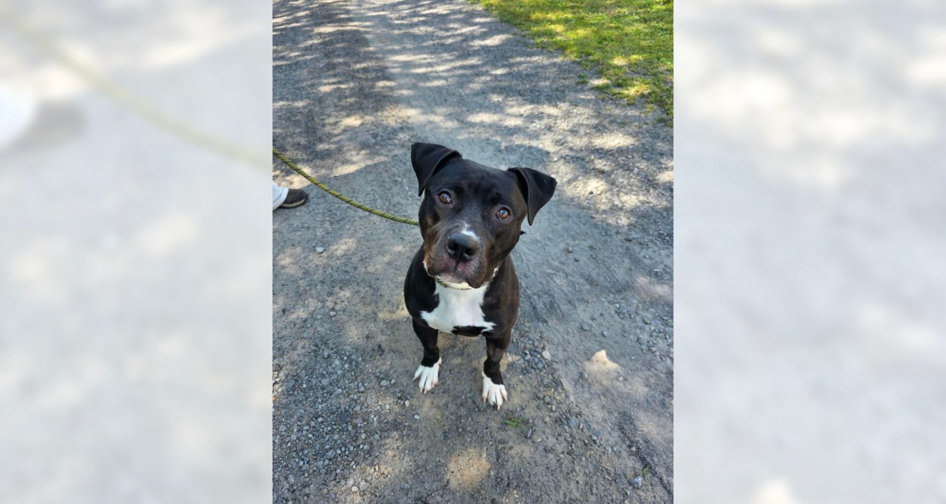 Pets of the Week, sponsored by Dr. PAWS, July 26, 2026