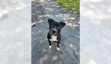 Pets of the Week, sponsored by Dr. PAWS, July 26, 2026