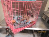 A dog rests in a crate after, officials say, it was abandoned at a PSPCA shelter in North Philly on Monday.