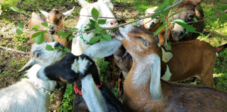 Goats