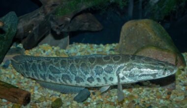 Bucks County anglers warned to look out for invasive Northern Snakehead after one was caught in Neshaminy Creek