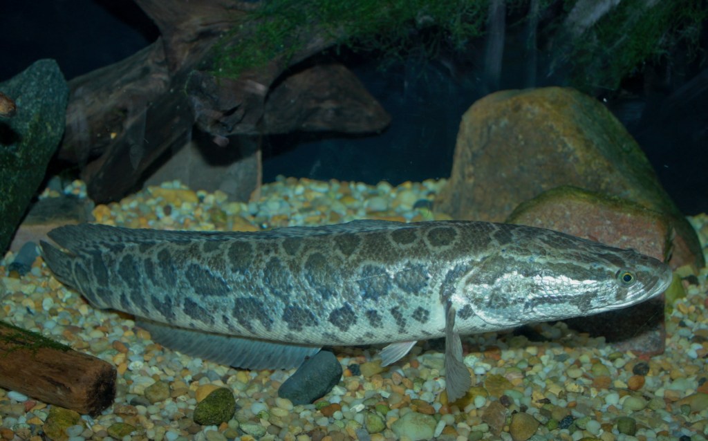 Bucks County anglers warned to look out for invasive Northern Snakehead after one was caught in Neshaminy Creek