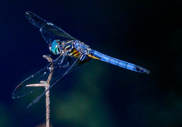 A blue dragonfly rests for a moment in the hot afternoon sun Monday, July 13, 2026, in Bethlehem. The Lehigh Valley is under a heat advisory from the National Weather Service through 8 p.m. Wednesday.(April Gamiz/The Morning Call)