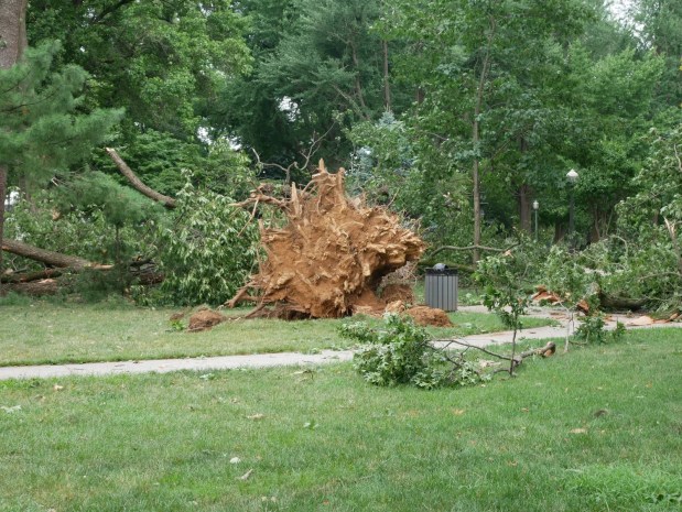 Downed trees line West Park in Allentown on Sunday, July 5, 2026, a day after severe storms caused damage in the area. (Adam Bond/West Park Civic Association)