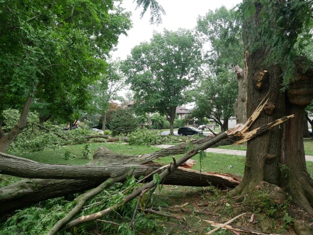 Downed trees line West Park in Allentown on Sunday, July 5, 2026, a day after severe storms caused damage in the area. (Adam Bond/West Park Civic Association)