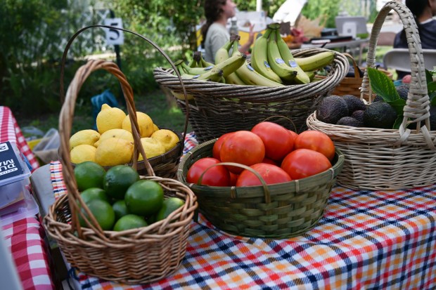 Produce from Easton Garden Works is laid out on tables for sale during the 20th Annual Zucchini 500 on Thursday, July 23, 2026 at the 10th & Pine street community garden in Easton. According to West Ward Community Initiative manager Jacob Behler, events like the 'Zuke 500' are meant to help foster new community connections and help people have affordable and local access to healthy produce. (Jon Chiu/The Morning Call)