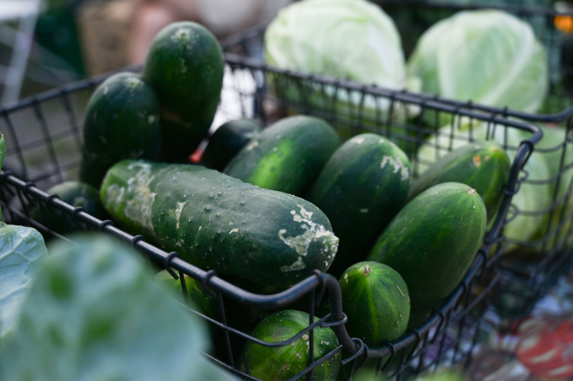 Zucchinis from Easton Garden Works are laid out on a table for sale during the 20th Annual Zucchini 500 on Thursday, July 23, 2026 at the 10th & Pine street community garden in Easton. According to West Ward Community Initiative manager Jacob Behler, events like the 'Zuke 500' are meant to help foster new community connections and help people have affordable and local access to healthy produce. (Jon Chiu/The Morning Call)