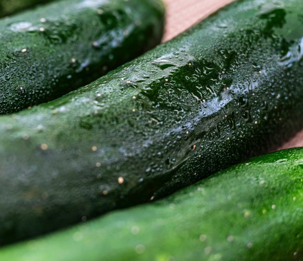 Chilled cucumbers sweat a little in the summer heat Tuesday, July 14, 2026, at Buzas' Greenhouse and Farm in Palmer Township. The family owned farm has in operations over 75 years as a producing farm. (April Gamiz/The Morning Call)