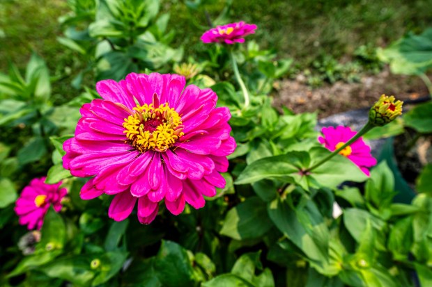 Flowers bloom Tuesday, July 14, 2026, at Buzas' Greenhouse and Farm in Palmer Township, which will offer cut-your-own flowers in the coming weeks. The family-owned business has been in operation for more than 75 years as a producing farm. (April Gamiz/The Morning Call)