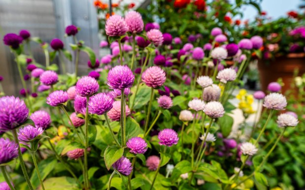 Flowers bloom Tuesday, July 14, 2026, at Buzas' Greenhouse and Farm in Palmer Township, which will offer cut-your-own flowers in the coming weeks. The family-owned business has been in operation for more than 75 years as a producing farm. (April Gamiz/The Morning Call)