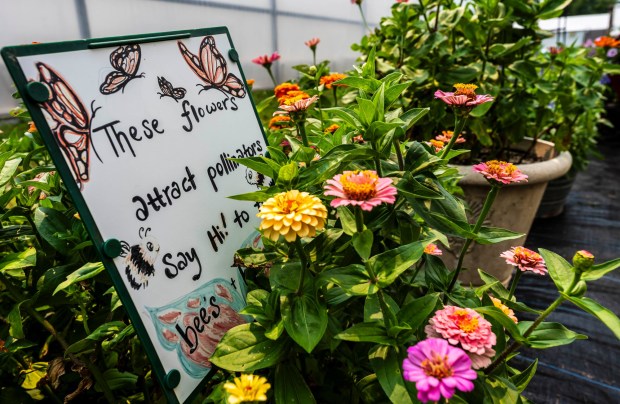 Flowers bloom Tuesday, July 14, 2026, at Buzas' Greenhouse and Farm in Palmer Township, which will offer cut-your-own flowers in the coming weeks. The family-owned business has been in operation for more than 75 years as a producing farm. (April Gamiz/The Morning Call)