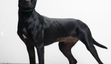 Spotlight on adoptable pets in the Lehigh Valley