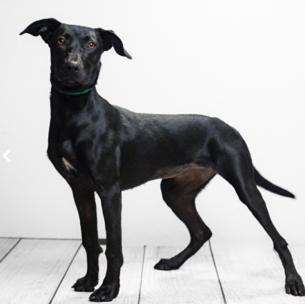Spotlight on adoptable pets in the Lehigh Valley