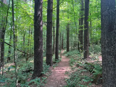 A forest of tall trees and a trail.