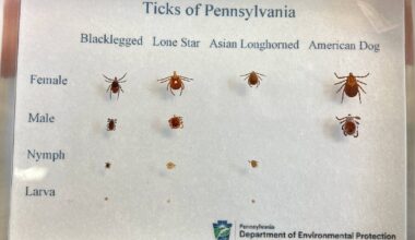 As tick season gets longer, Pa. and other states scramble to try to keep up
