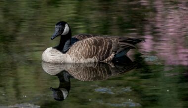 Dead geese reported in Bethlehem area prompt warning from police