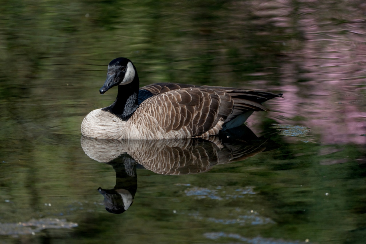 Dead geese reported in Bethlehem area prompt warning from police