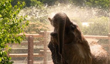 Pittsburgh Zoo keeping the animals cool