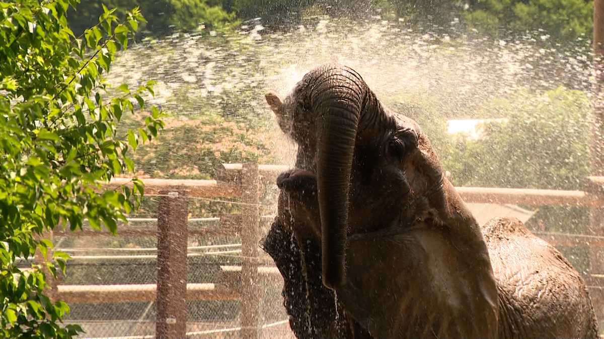 Pittsburgh Zoo keeping the animals cool