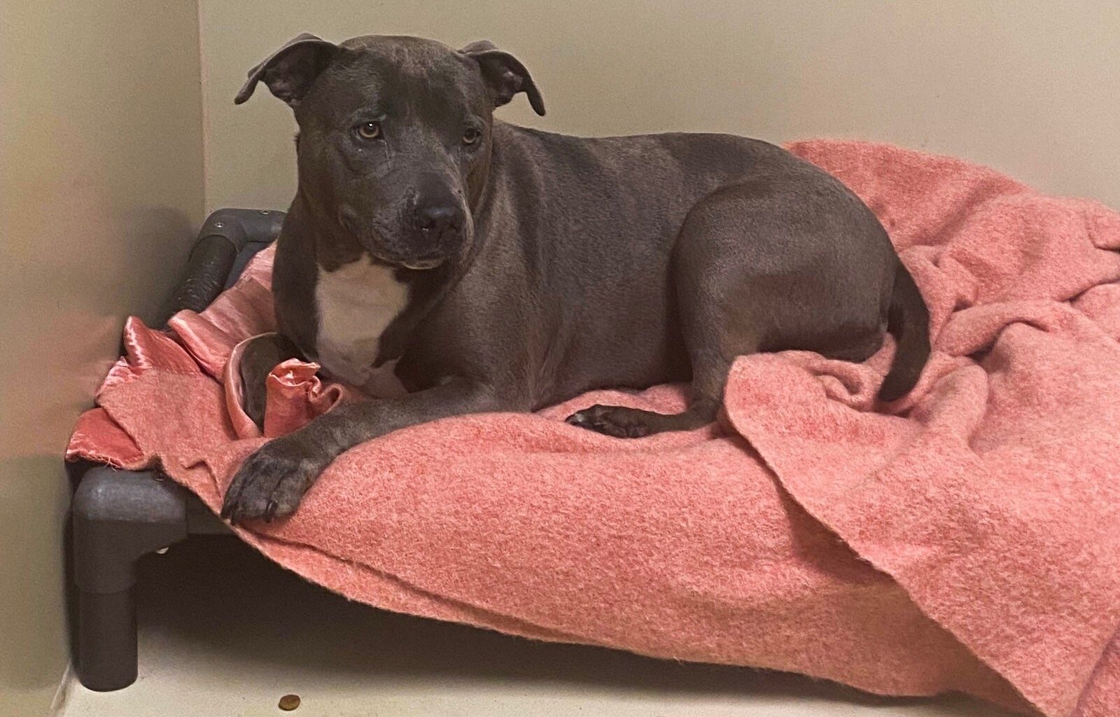 More than 600 animals flood ACCT Philly; incentives offered to ease overcrowding