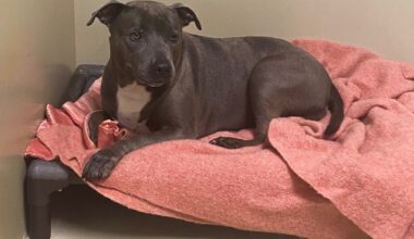 More than 600 animals flood ACCT Philly; incentives offered to ease overcrowding