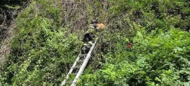 Firefighters in Montgomery County, Pennsylvania, rescued a golden retriever named Bentley after he became stuck in a tree yesterday morning. firefighters in montgomery county, pennsylvania, rescued a golden retriever named bentley after he became stuck in a tree yesterday morning.