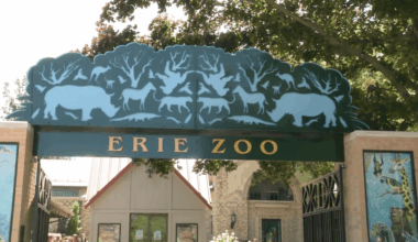 Erie Zoo stays open after-hours for ‘Wild Wednesdays’ through July