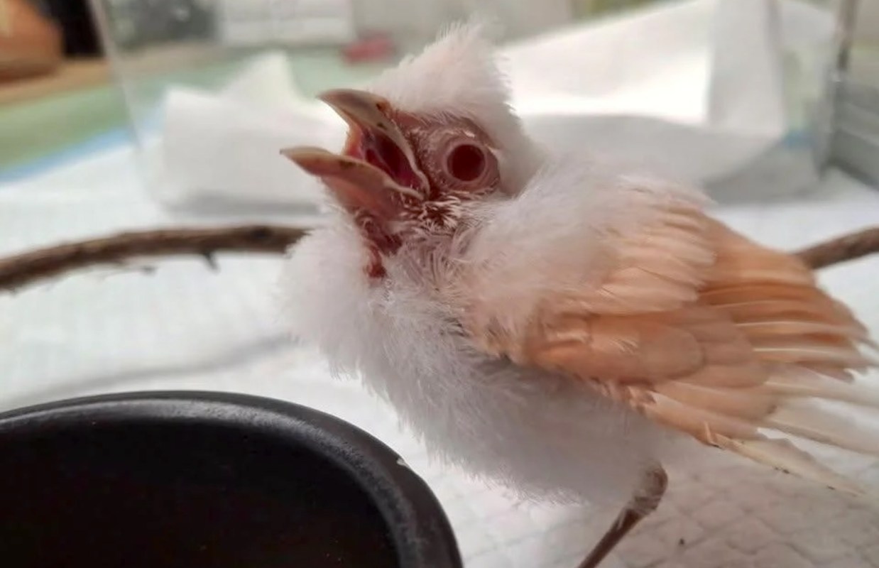A fluffy, baby bird with a wide-open beak perched on a twig near a small bowl.