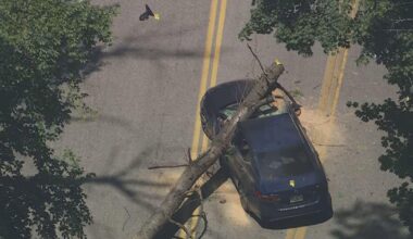 3 injured, including 10-year-old girl, after tree falls onto road, strikes car in Lower Merion, Pennsylvania