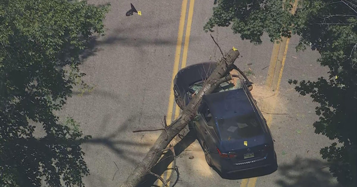 3 injured, including 10-year-old girl, after tree falls onto road, strikes car in Lower Merion, Pennsylvania