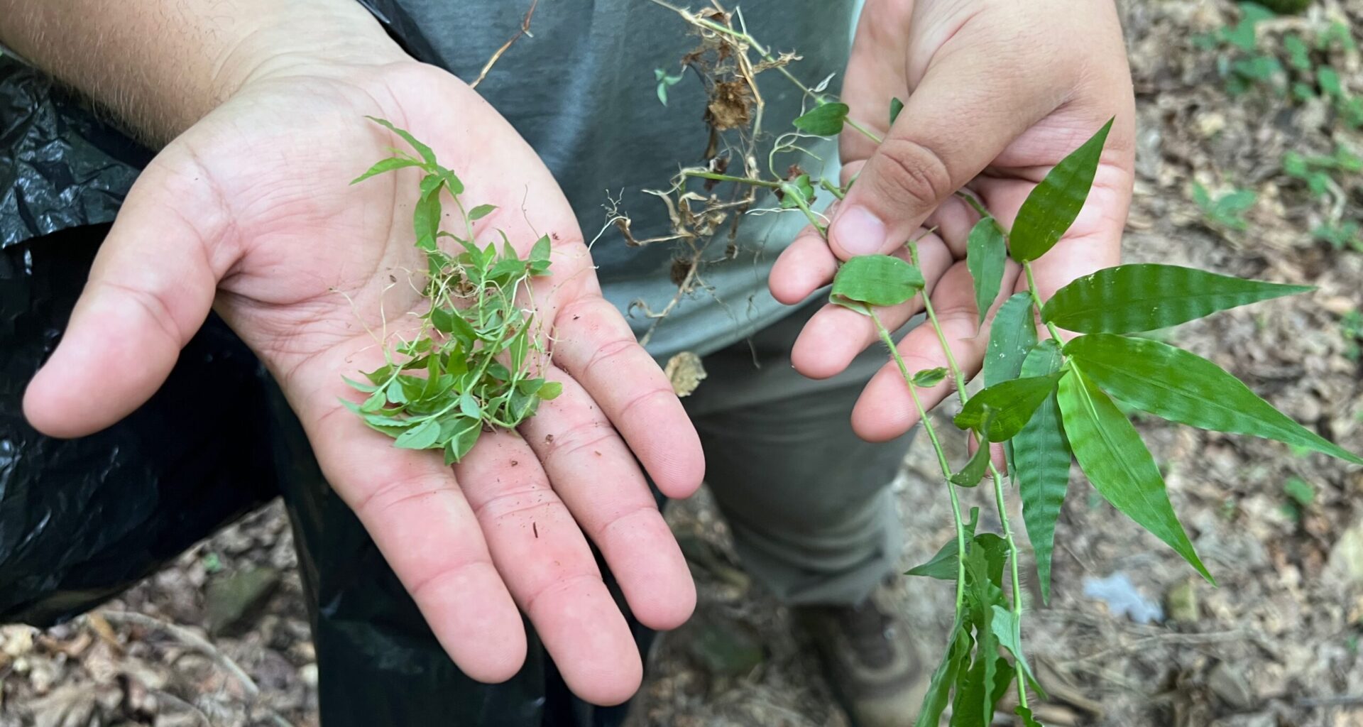 Wavyleaf Basketgrass: A Growing Threat in Pennsylvania