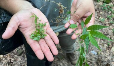 Wavyleaf Basketgrass: A Growing Threat in Pennsylvania