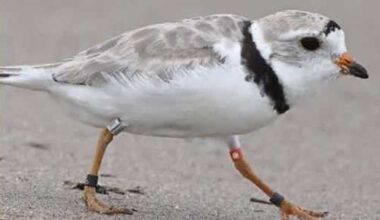 Endangered piping plover returns to Pennsylvania after decades