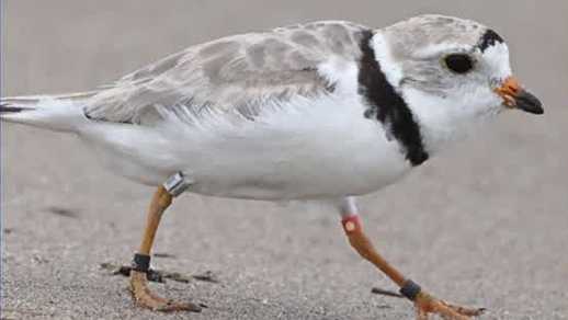 Endangered piping plover returns to Pennsylvania after decades