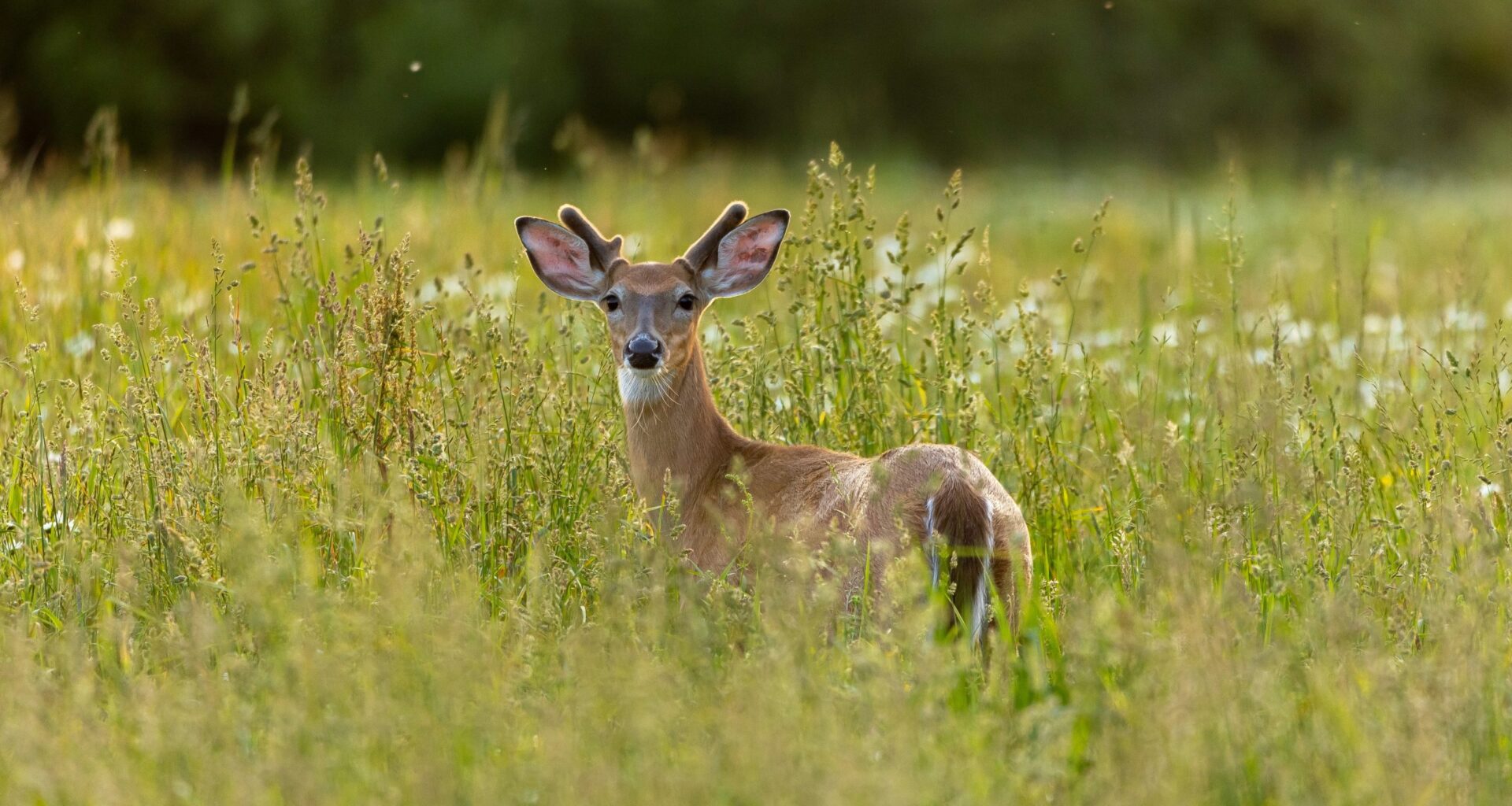 Join Berks County Parks & Recreation for August 2026 in the Parks