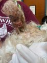 A PSPCA worker displays an example of an injury that was found on a dog that, they say, was abandoned at a North Philly facility on Monday.
