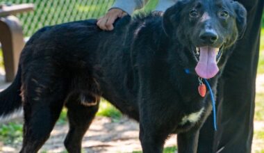 Meet Cedar: Lower Bucks Countys Shelter Pet Of The Week
