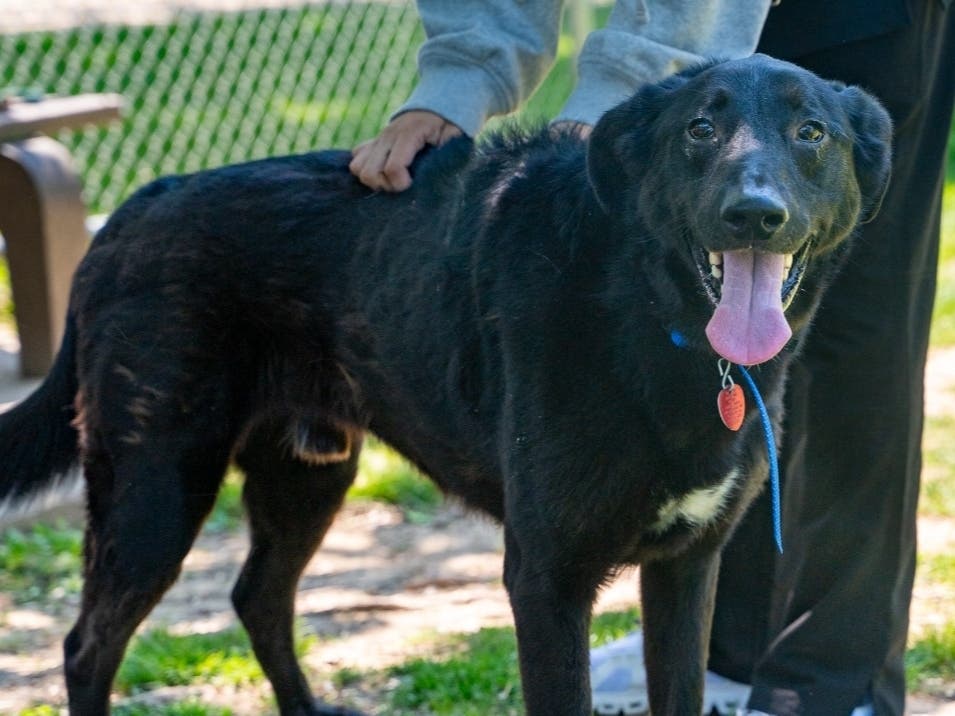 Meet Cedar: Lower Bucks Countys Shelter Pet Of The Week