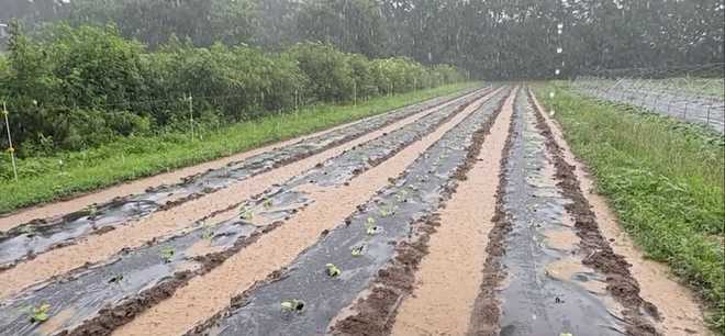 after days of heavy rain, volunteers at homefields farm in pennsylvania are working to address flooding issues while learning how to better protect their crops in the future.