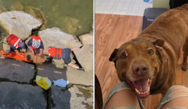 Ohio dog ejected during rollover is found hiding in Lake Erie boulders