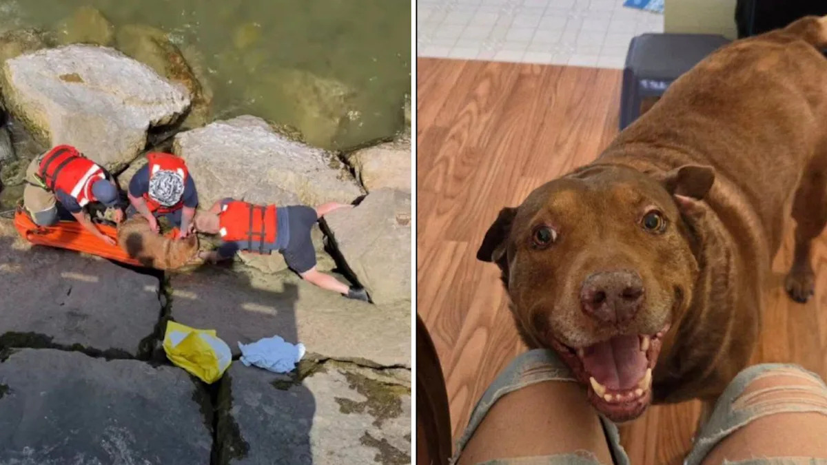 Ohio dog ejected during rollover is found hiding in Lake Erie boulders
