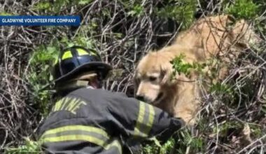 Pennsylvania firefighters rescue golden retriever stuck in a tree