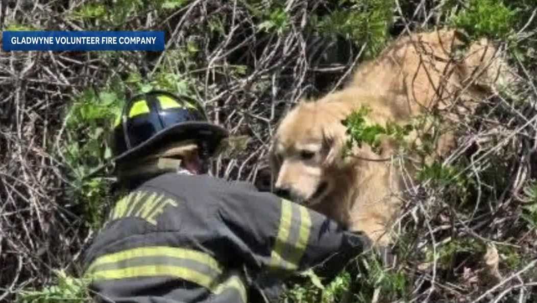 Pennsylvania firefighters rescue golden retriever stuck in a tree