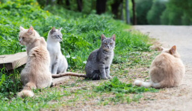 Rescuers sound alarm as Pennsylvania data center project moves forward with cats still on site