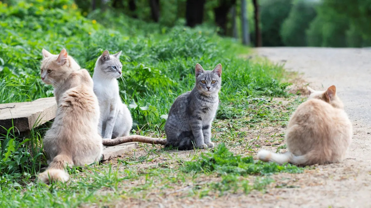 Rescuers sound alarm as Pennsylvania data center project moves forward with cats still on site