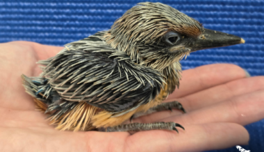Nearly extinct species coming back in wild thanks to Pittsburgh aviary